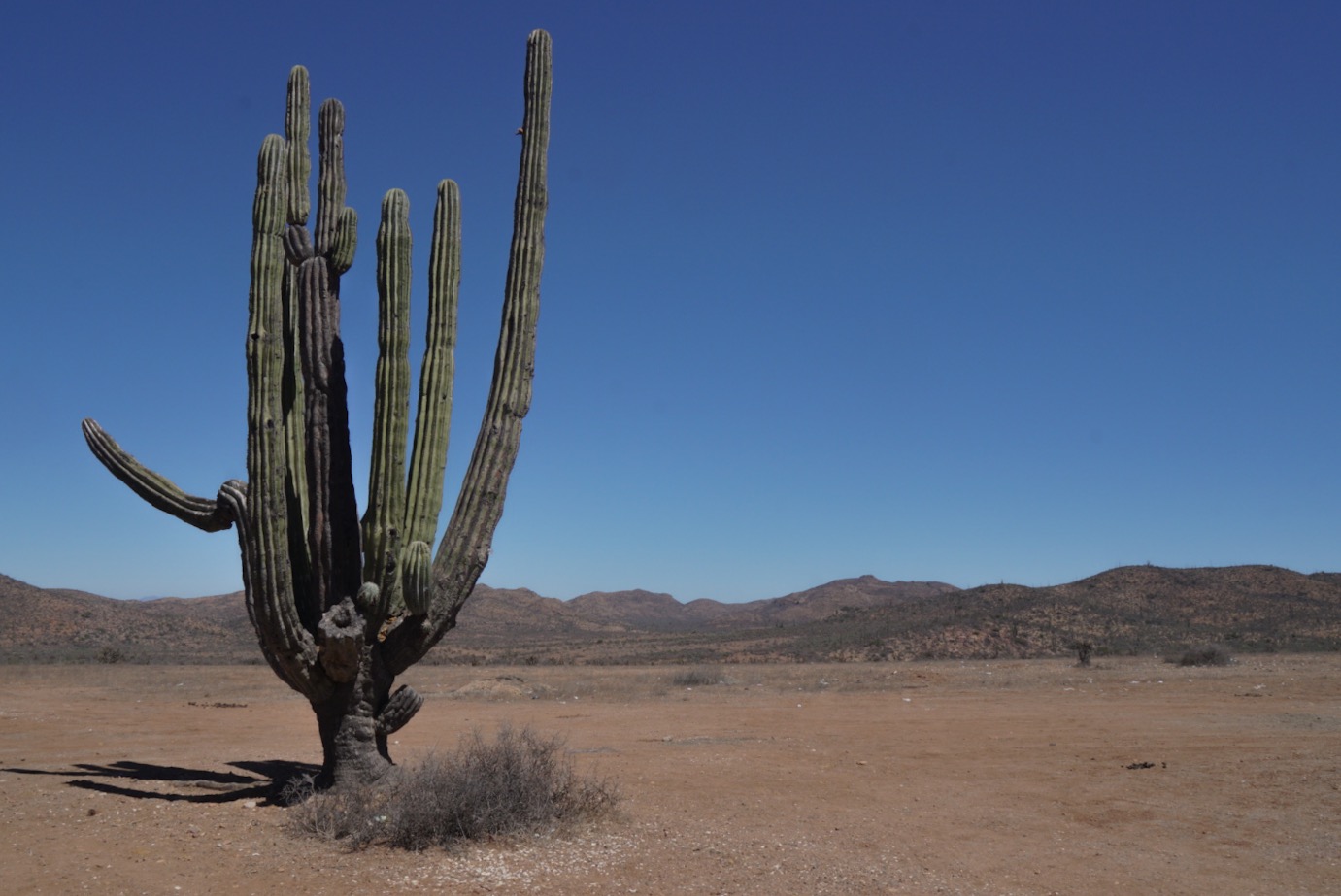 A huge cactus in Baja