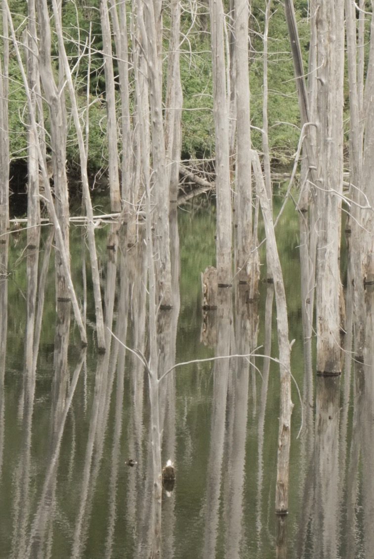 Birch trees growing out of a swamp