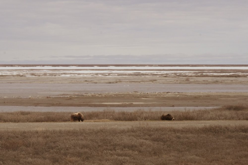 Musk oxen on the tundra
