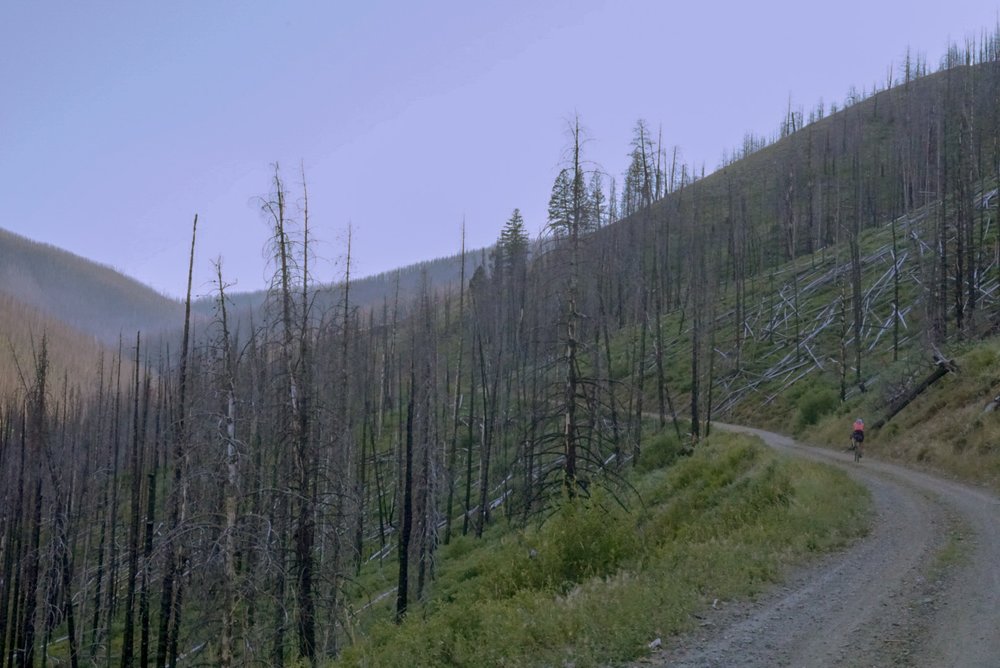 Gravel road through burned forest