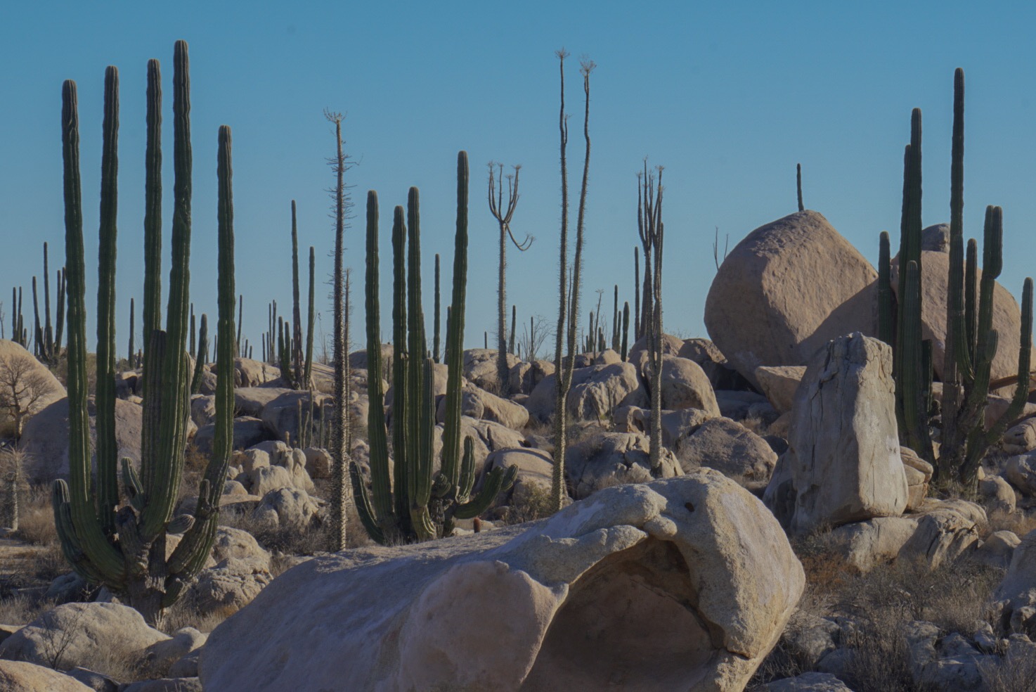 A distinctive biosphere in Baja