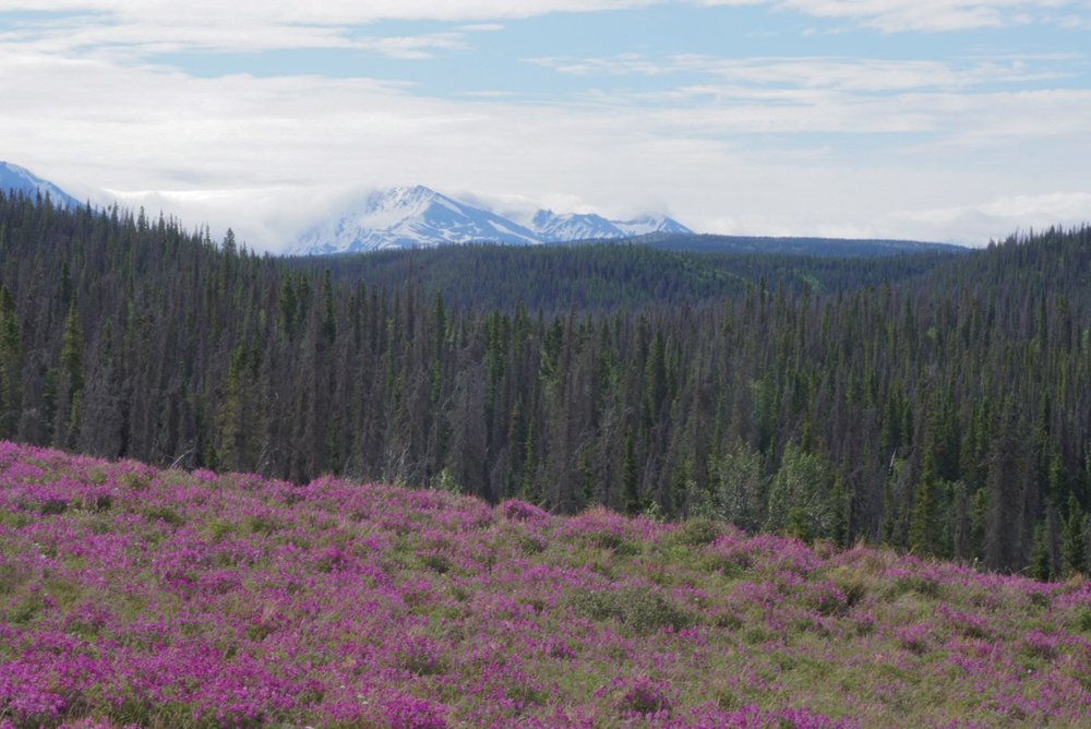 Purple wildflowers